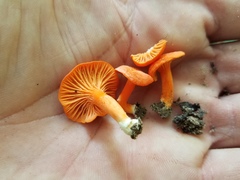 Cantharellus texensis