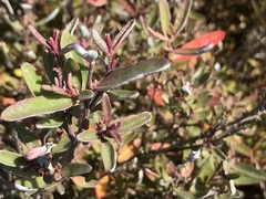 Atriplex paludosa paludosa