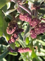 Atriplex paludosa paludosa
