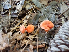 Cantharellus texensis
