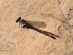 Argia vivida