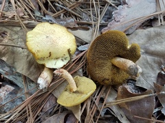 Suillus hirtellus