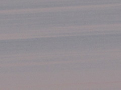 Orcinus orca