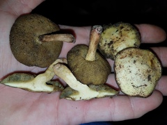 Suillus hirtellus