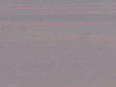 Orcinus orca