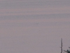 Orcinus orca