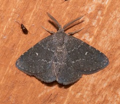 Prosoparia floridana