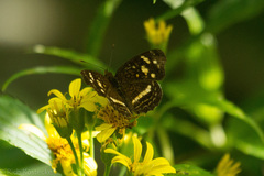 Anthanassa drusilla