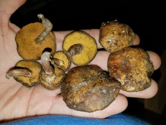 Suillus cothurnatus