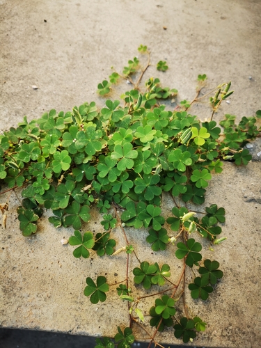 Creeping Woodsorrel