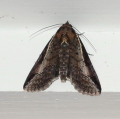 Lophoptera vittigera