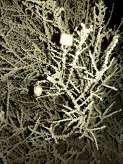 Asphondylia floccosa