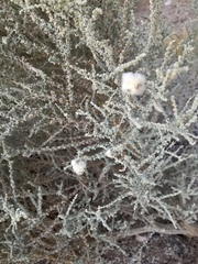 Asphondylia floccosa