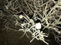 Asphondylia floccosa