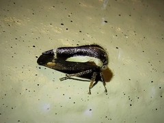 Ophiderma flavicephala