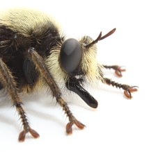 Laphria champlainii