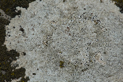 Bagliettoa calciseda