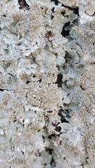 Punctelia appalachensis