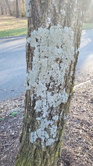 Punctelia appalachensis