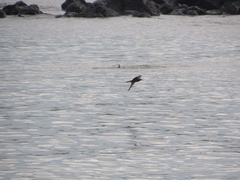 Anous stolidus galapagensis