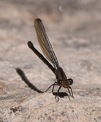 Argia vivida