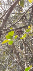 Sciurus aestuans ingrami