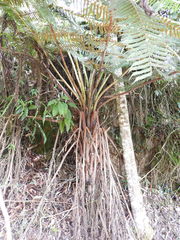 Cyathea tryonorum