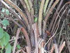 Cyathea tryonorum