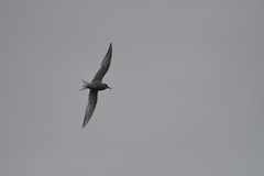 Sterna vittata bethunei