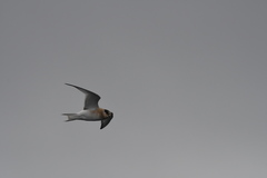 Sterna vittata bethunei