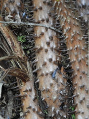 Cyathea tryonorum
