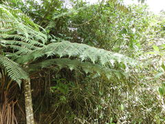Cyathea tryonorum