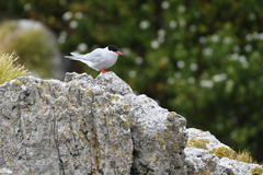 Sterna vittata bethunei