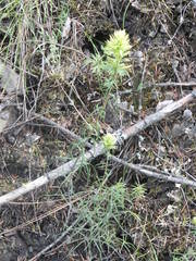 Castilleja cervina