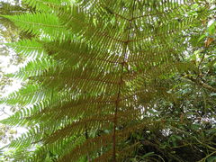 Cyathea tryonorum