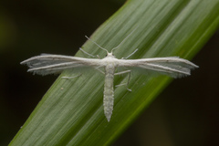 Pterophorus lacteipennis