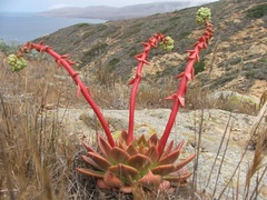 Dudleya candelabrum