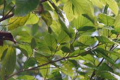 Corylopsis multiflora