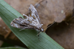 Paracataclysta fuscalis