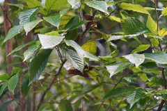Corylopsis multiflora