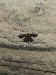 Calledapteryx dryopterata