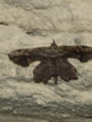 Calledapteryx dryopterata