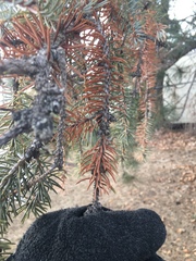 Rhizosphaera kalkhoffii