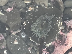 Anthopleura sola