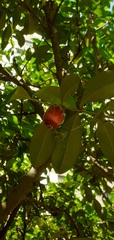 Eugenia involucrata