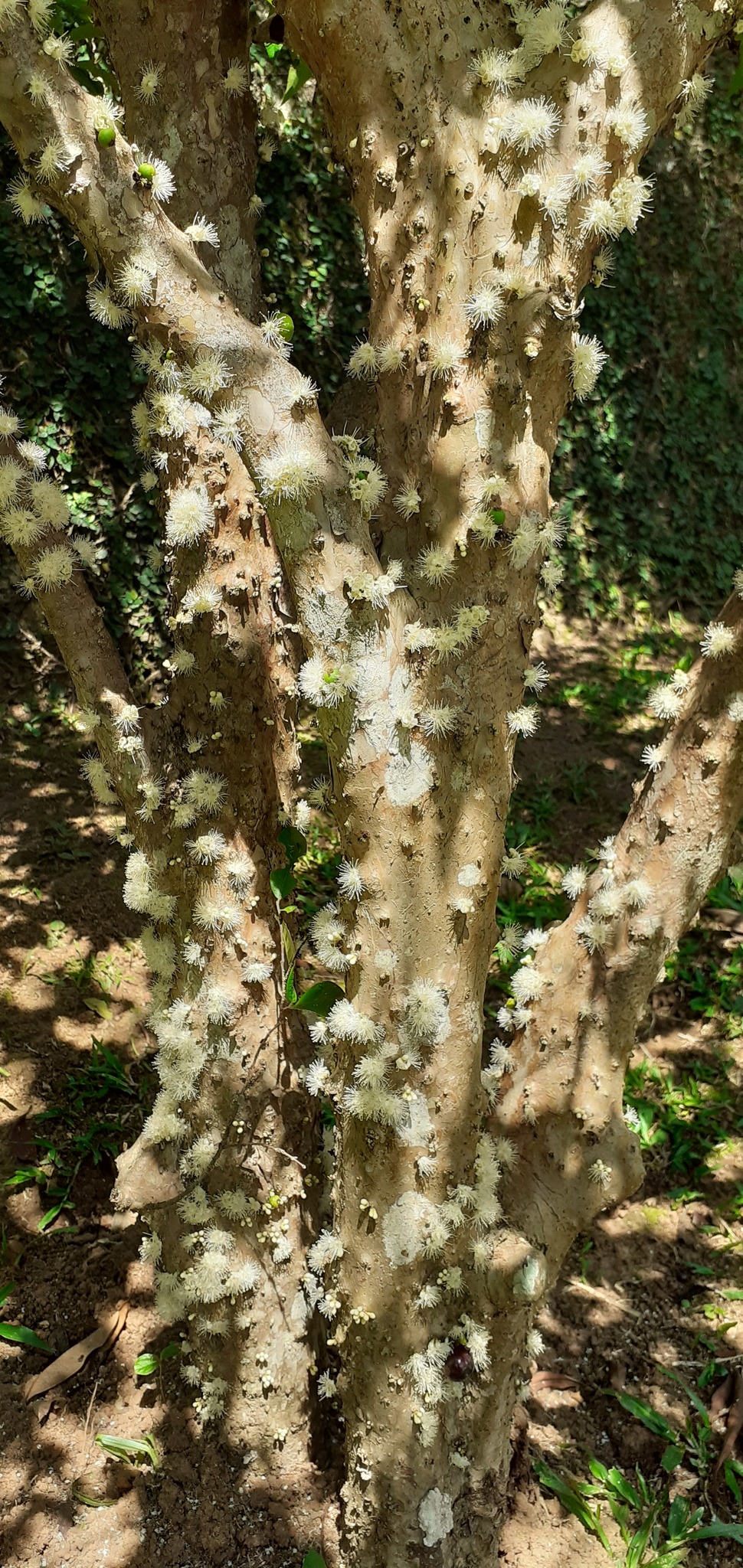 Plinia cauliflora