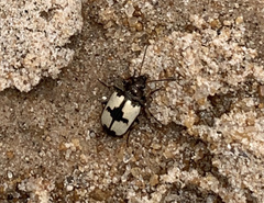 Tetragonoderus figuratus