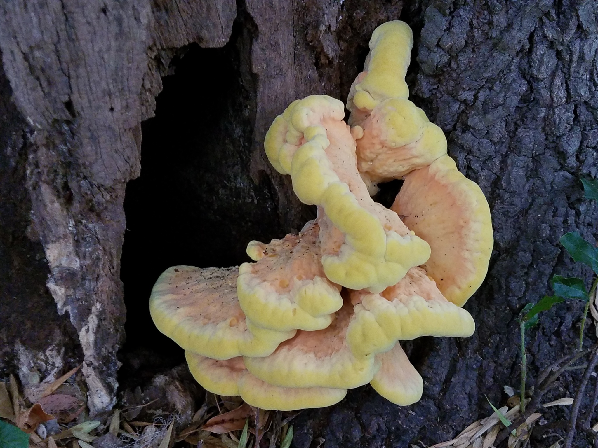 Polyporus sulphureus<br>29 October, 2024