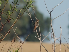Sporophila hypoxantha