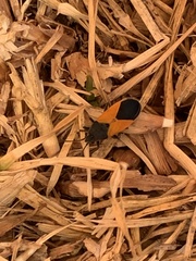 Melanopleurus bicolor